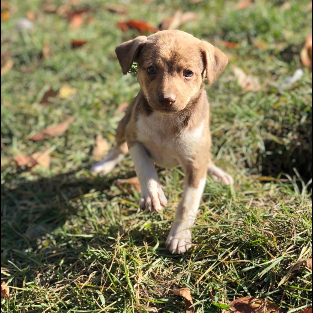 Puppy’s - Picture 2 of 8